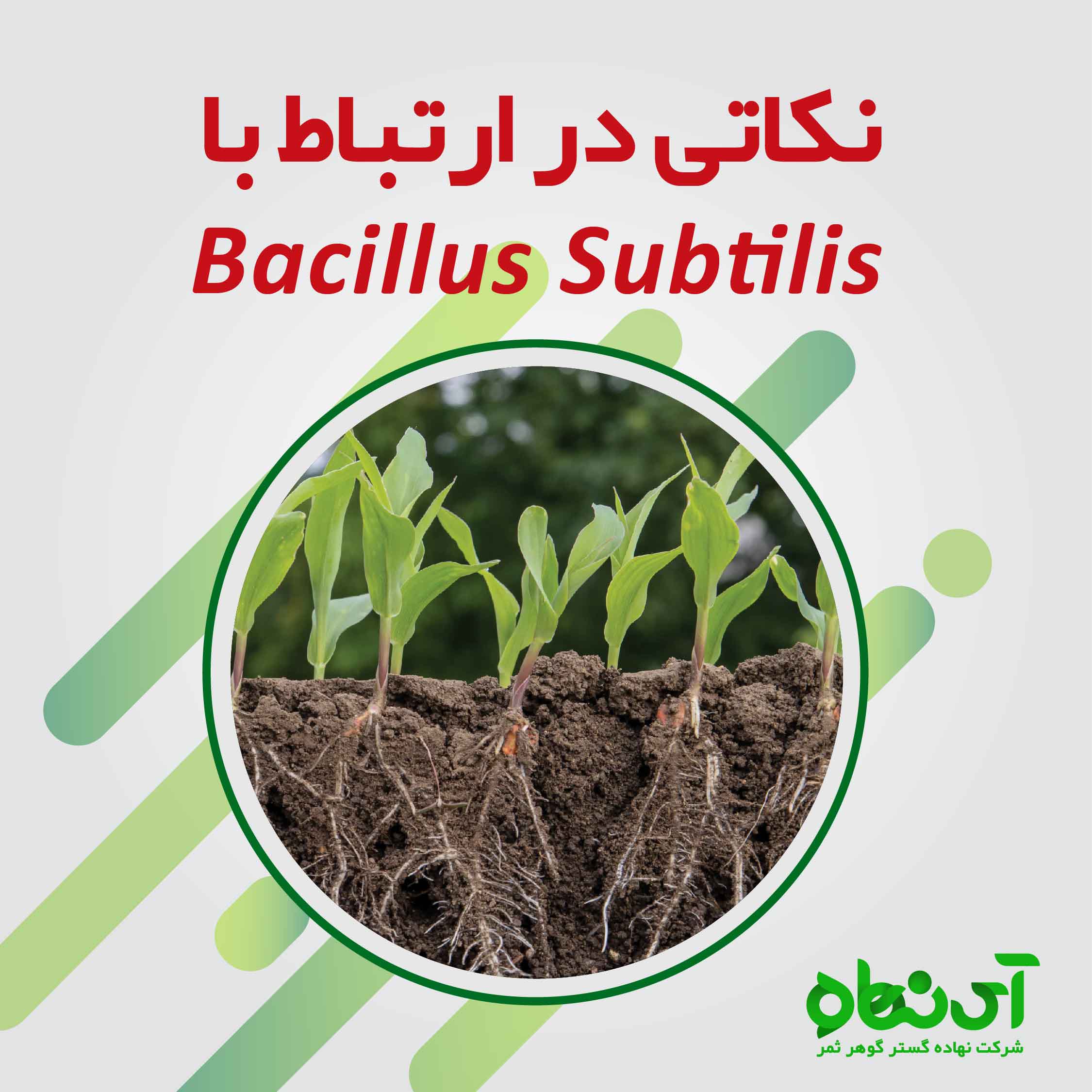 نکاتی در ارتباط باسیلوس سوبتیلیس